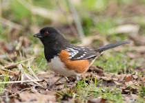 Gardiner Dam – Anerley Lakes Birding Tour – 6 great hours with fascinating woodland and water birds