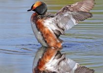 Prairie Lakes Birding and Photography Tour – 4 hours with spectacular water birds