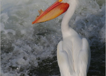 Prairie Lakes Birding and Photography Tour – 4 hours with spectacular water birds