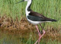 Chaplin Shorebirds 2026 – Great Birding and Bird Photography Day Tour from Regina, Moose Jaw, Swift Current or Saskatoon