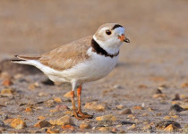 Chaplin Shorebirds 2026 – Great Birding and Bird Photography Day Tour from Regina, Moose Jaw, Swift Current or Saskatoon