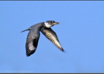 Beaver Creek Birding and Hiking Tour – 2 hours in a beautiful valley