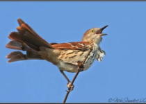 Beaver Creek Birding and Hiking Tour – 2 hours in a beautiful valley