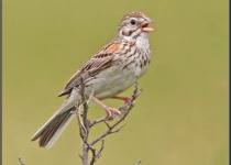 Beaver Creek Birding and Hiking Tour – 2 hours in a beautiful valley