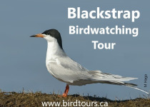 Blackstrap Lake Birdwatching and Bird Photography Tour – 3 hours with spectacular water birds