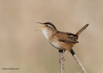 Buffalo Pound Park 2026 – Great Birding Day Tour from Moose Jaw, Regina, Swift Current or Saskatoon