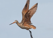 Canada – Saskatchewan Late-Summer Birding Grand Tour: August 24 – 29, 2026