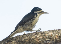 Canada – Saskatchewan Autumn Birding Grand Tour: September 9 – 18, 2026