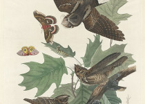 Carrot River Birding Tour – Exciting quest for Whip-poor-wills, Chimney Swifts & Golden-winged Warblers 2026