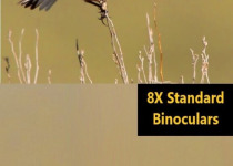 Carrot River Birding Tour – Exciting quest for Whip-poor-wills, Chimney Swifts & Golden-winged Warblers 2026