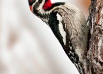 Cypress Hills Tours from Saskatoon and Maple Creek: 3 options for birding Saskatchewan’s great southwest