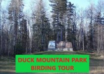 Cypress Hills Tours from Saskatoon and Maple Creek: 3 options for birding Saskatchewan’s great southwest