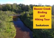 Duck Mountain Park Tour from Saskatoon or Regina or Yorkton: 3 exciting days birding Saskatchewan’s eastern forests
