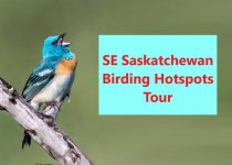 Duck Mountain Park Tour from Saskatoon or Regina or Yorkton: 3 exciting days birding Saskatchewan’s eastern forests