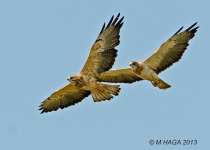 Eagle Creek and Eagle Hills Birding Tour – 8 hours with fascinating woodland and water birds