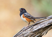Eagle Creek and Eagle Hills Birding Tour – 8 hours with fascinating woodland and water birds