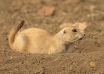 Grasslands National Park Birding Tour from Saskatoon, Regina, Moose Jaw or Swift Current – Best Prairie Birds 2026