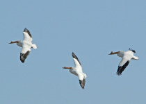 Pelican Photography and Viewing Tour 2026
