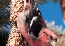 President Murray Park Bird Walk – 1 hour birding in Saskatoon’s best coniferous forest park