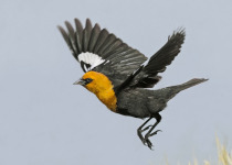 Quill Lakes Birding Tour from Saskatoon, Moose Jaw or Regina – 2 great options for finding birds at Canada’s largest saline lake