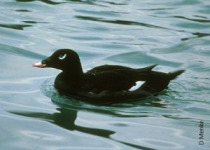 Redberry Lake Bird Sanctuary Tour – 8 hours with fascinating woodland and water birds