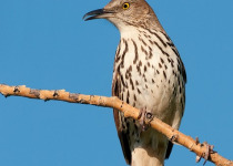 Saskatoon Birdwatching Tour with 2 great new options for finding summer birds