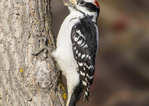 Saskatoon Birdwatching Tour with 2 great new options for finding summer birds