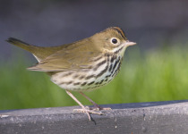 Warbler Walking Tour – 2 hours searching for beautiful gems of the bird world