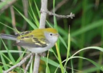 Warbler Walking Tour – 2 hours searching for beautiful gems of the bird world
