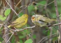 Warbler Walking Tour – 2 hours searching for beautiful gems of the bird world