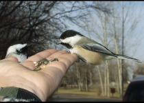 Cheerful Chickadee Feeding and Photography Tours 2026