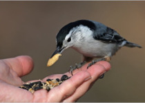 Cheerful Chickadee Feeding and Photography Tours 2026