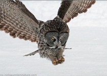 Great Gray Owl Photography Tours 2026: Quest for Great Grays and Hawk Owls