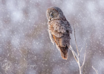 Great Gray Owl Photography Tours 2026: Quest for Great Grays and Hawk Owls