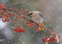 Saskatoon Winter Birdwatching Tour 2026