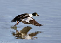 Saskatoon Winter Birdwatching Tour 2026