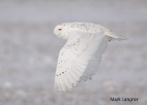 Snowy Owl Viewing Tours near Saskatoon