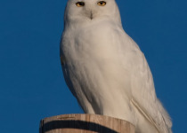 Snowy Owl Viewing Tours near Saskatoon