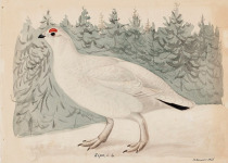 Ptarmigan Tour – Exciting 2026 quest for this pure white grouse