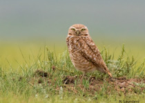 Canada – Saskatchewan Spring Birding Grand Tour: May 11-17, 2026