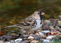 Canada – Saskatchewan Spring Birding Grand Tour: May 11-17, 2026