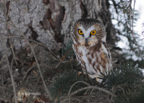 Night Sounds Nature Tour – 2 options for a unique natural experience