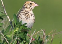 Baird’s Sparrow Viewing Tours – 2026