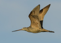 Marbled Godwit Viewing Tours – 2026