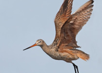Marbled Godwit Viewing Tours – 2026
