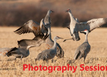 Sandhill Crane Photography Sessions 2026