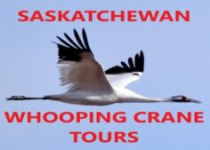 Sandhill Crane Photography Sessions 2026