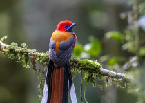Red-headed Trogon
