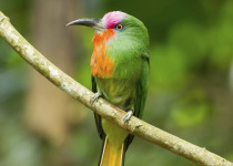 Red-bearded Bee-eater