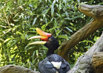 Rhinoceros Hornbill